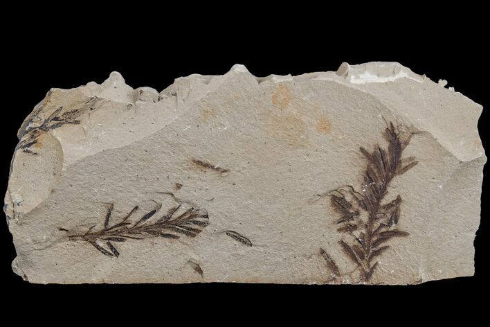 Dawn Redwood (Metasequoia) Fossils - Montana #165178